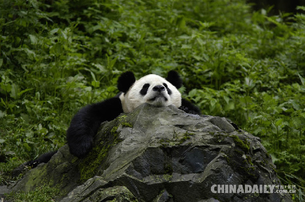 好消息！國寶大熊貓已經不再是瀕危動物啦！