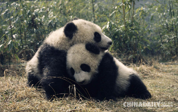 好消息！國寶大熊貓已經不再是瀕危動物啦！