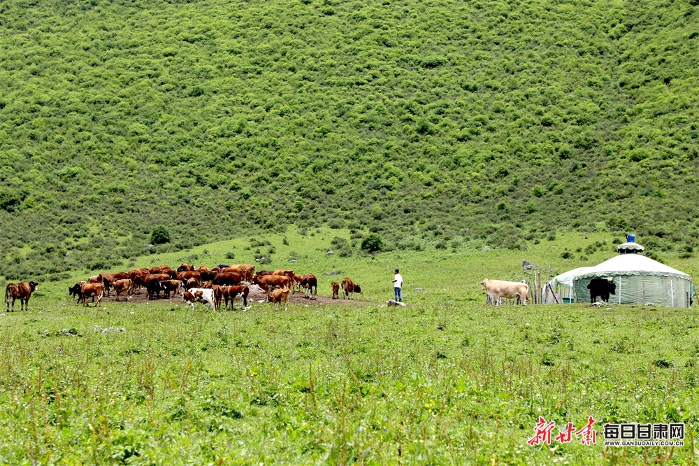 隴南文縣雄黃山：草甸如茵山峰險 牛羊散落似珍珠_fororder_5