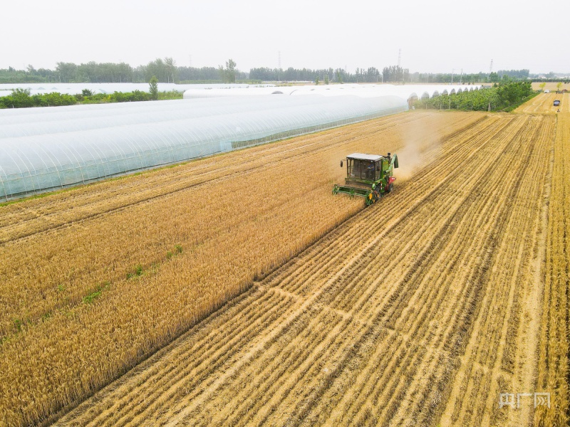 山東麥收“進度條”已經過半