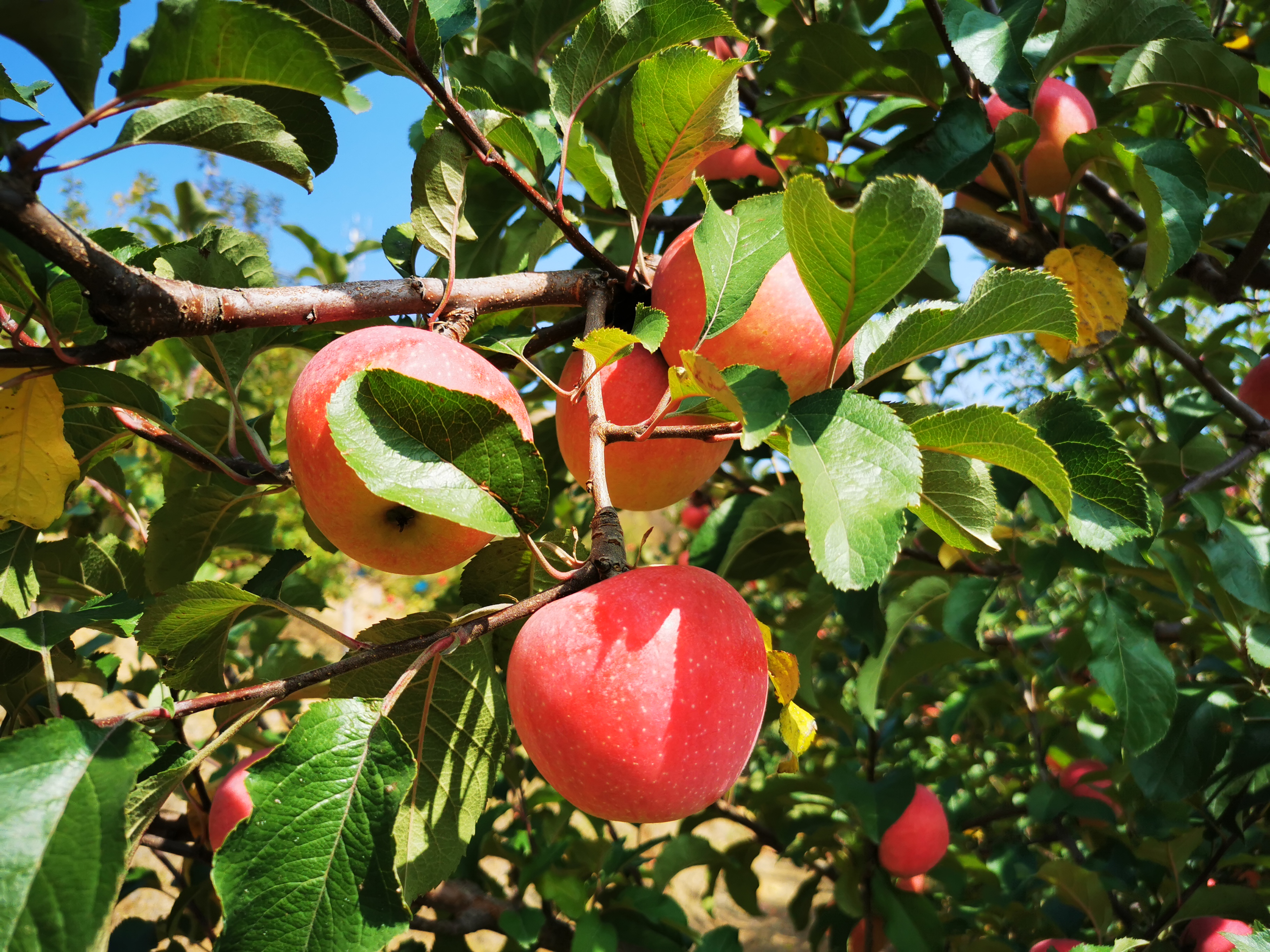 （原创）河北宽城：发展林果产业添绿“生金”_fororder_3