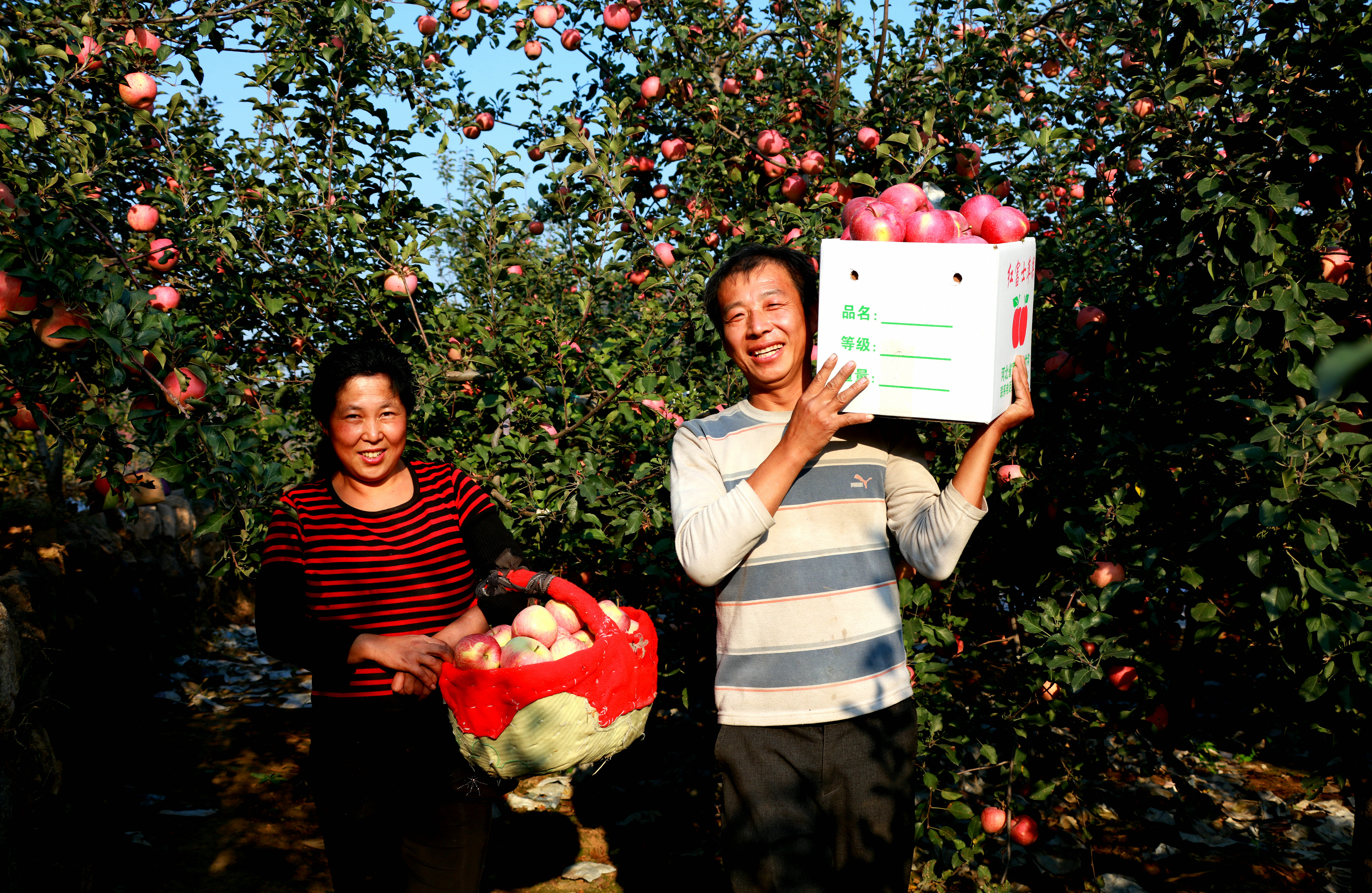 （原创）河北宽城：发展林果产业添绿“生金”_fororder_4