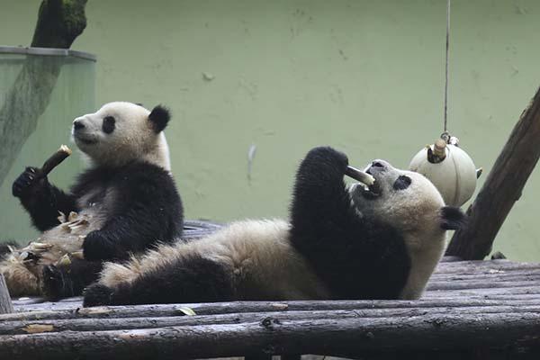 大熊貓不再是瀕危物種(組圖)