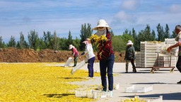 大同市雲州區全力推進黃花特色專業鎮建設