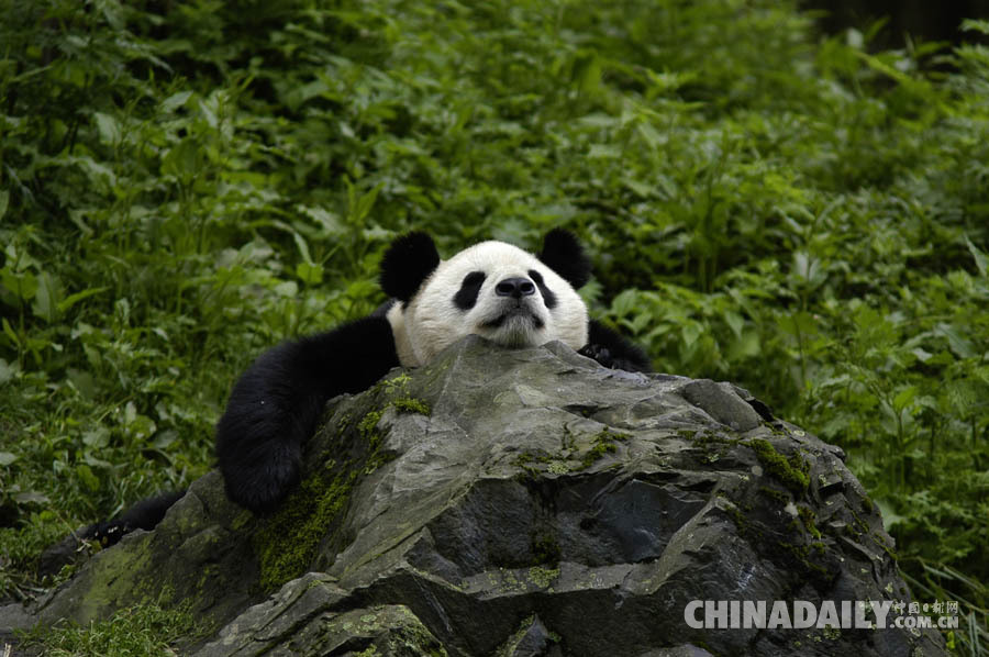 大熊貓不再是瀕危物種 但仍面臨嚴峻生存風險