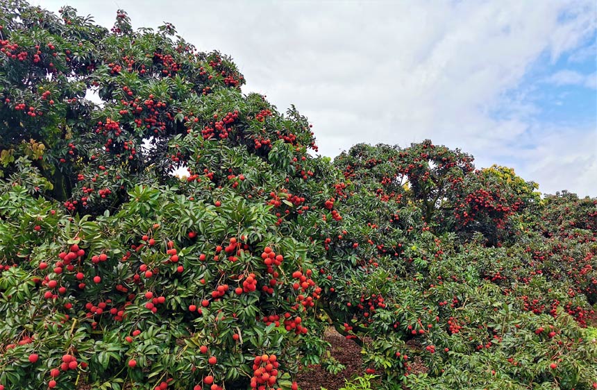 广西平南：夏蝉鸣 荔枝红