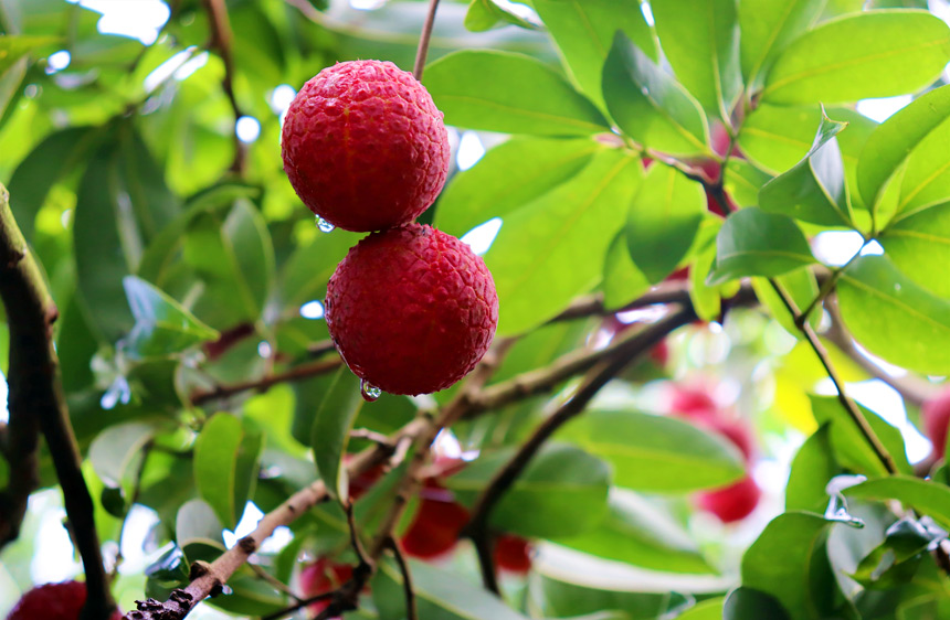 广西平南：夏蝉鸣 荔枝红