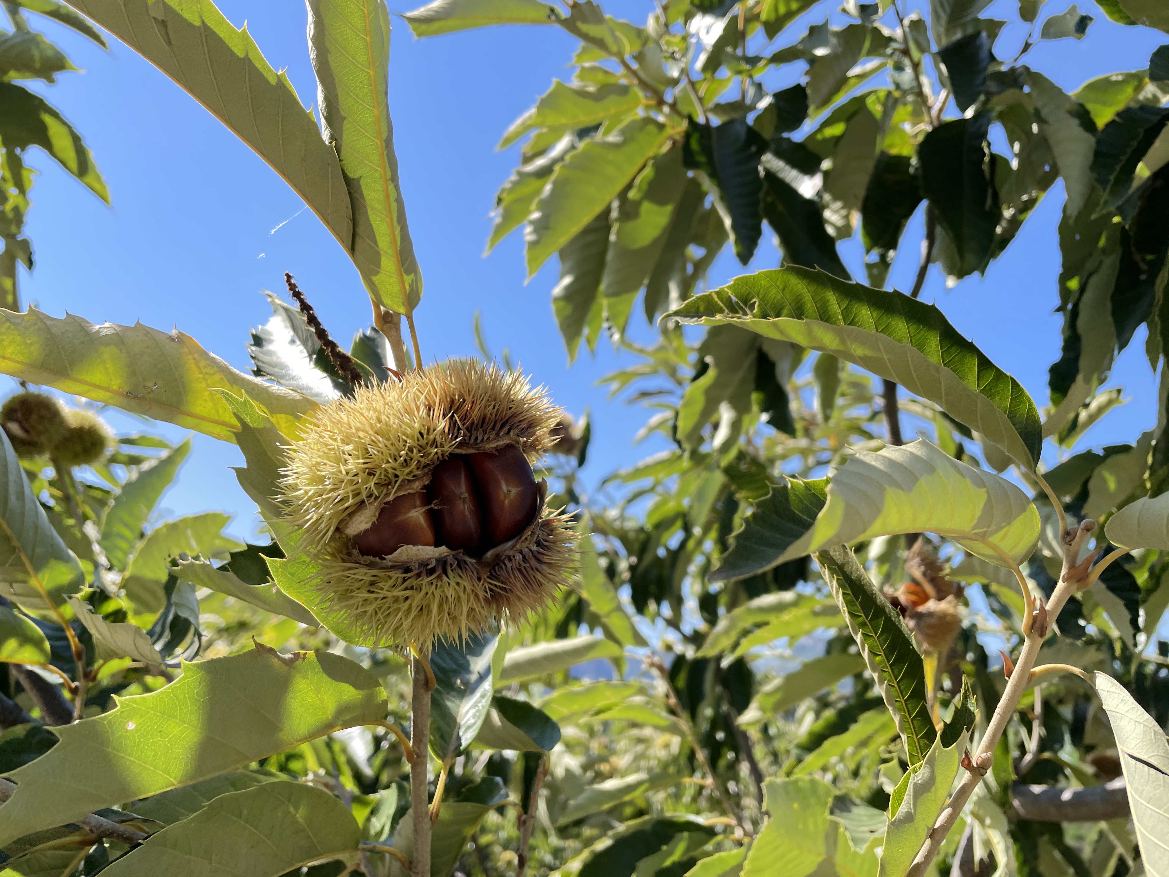（原创）河北宽城：发展林果产业添绿“生金”_fororder_2