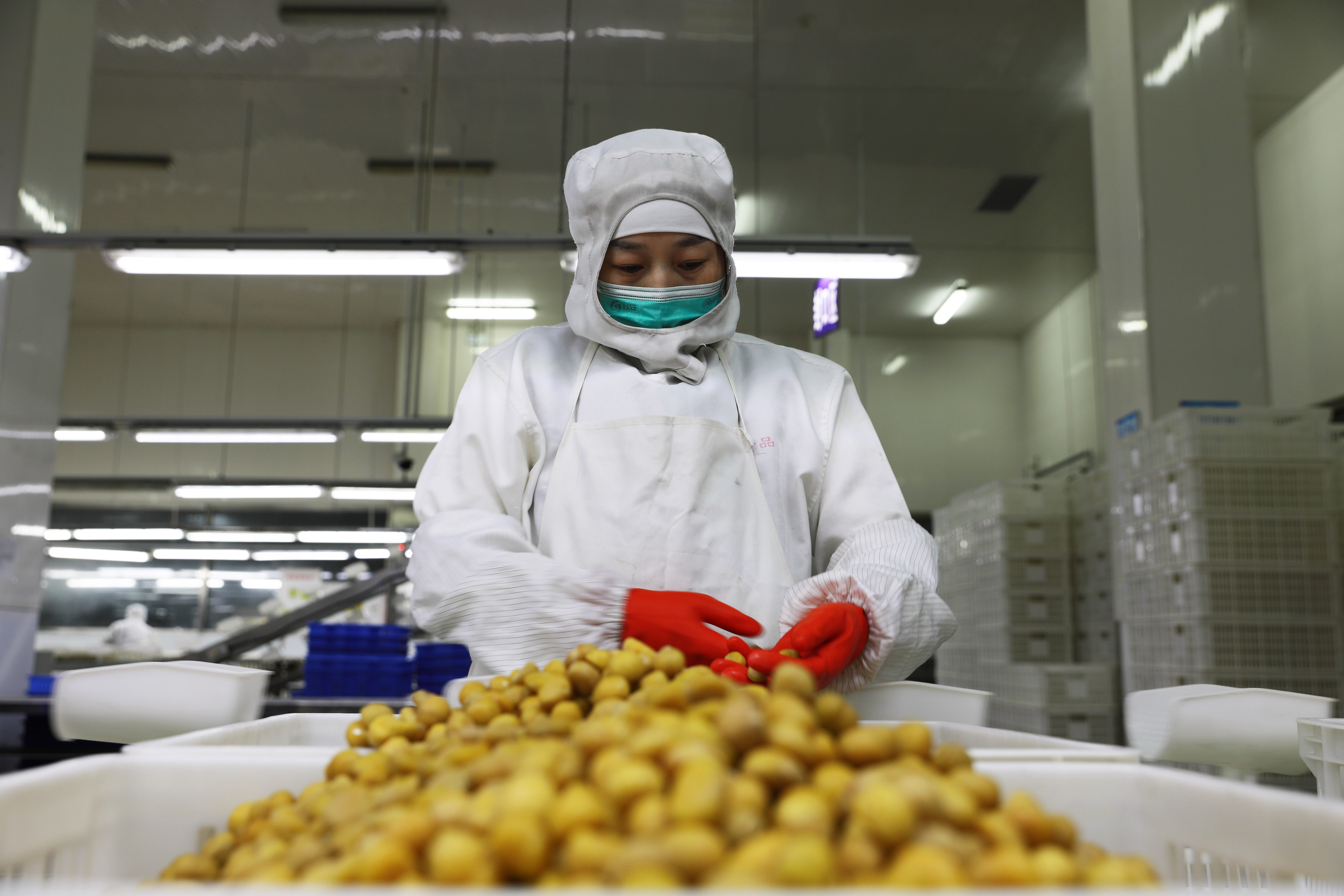 （原创）河北宽城：发展林果产业添绿“生金”_fororder_6