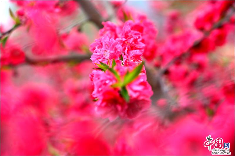 陽春三月，去四川蒼溪黃貓埡赴一場浪漫的約會