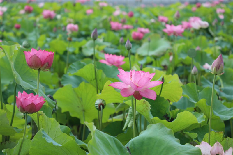 【原創】信陽市淮濱縣：雨後景色別樣新 風景如畫惹人醉_fororder_盛開的荷花