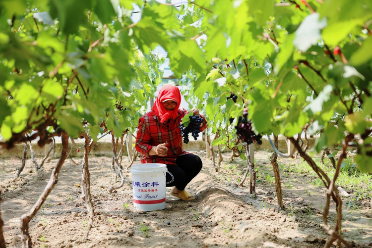 圖片默認標題_fororder_圖片11