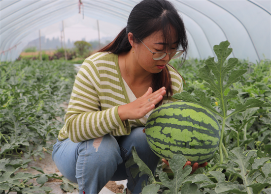 【原創】信陽市羅山縣：麒麟西瓜喜獲豐收 甜了舌尖富了瓜農_fororder_圖片2