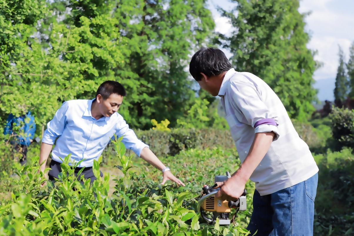 【走出杨凌看示范】因茶兴业 科技助力陕茶高质量发展_fororder_图片7