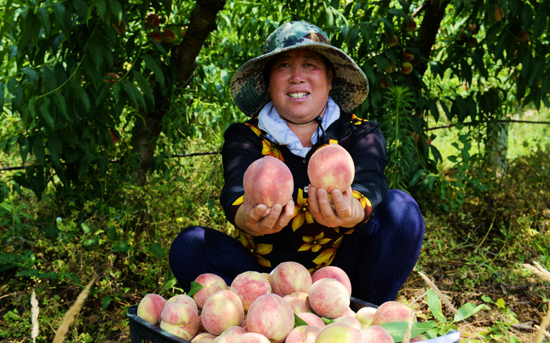湖北老河口：壮大特色优势产业 促进乡村全面振兴