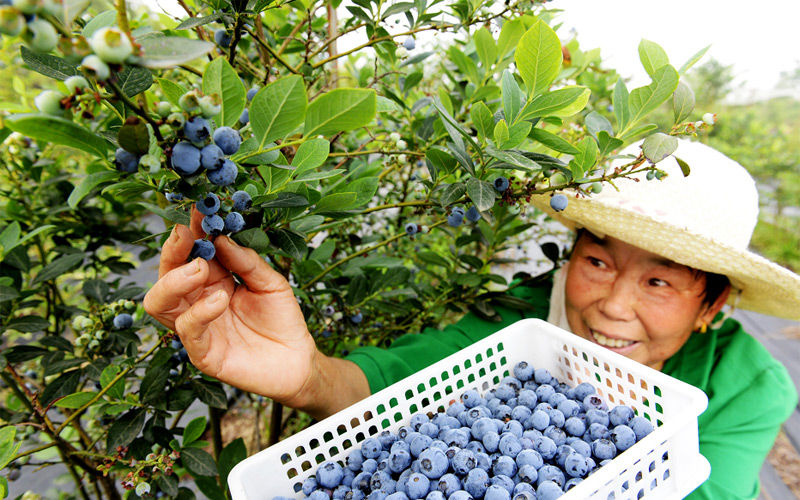 湖北老河口：壮大特色优势产业 促进乡村全面振兴