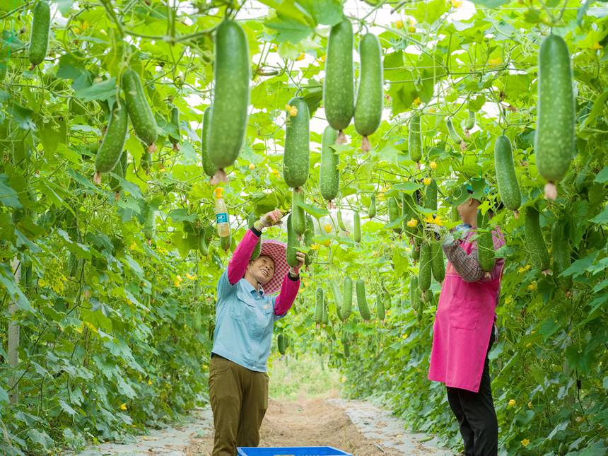 广西桂平60万亩瓜菜喜获丰收