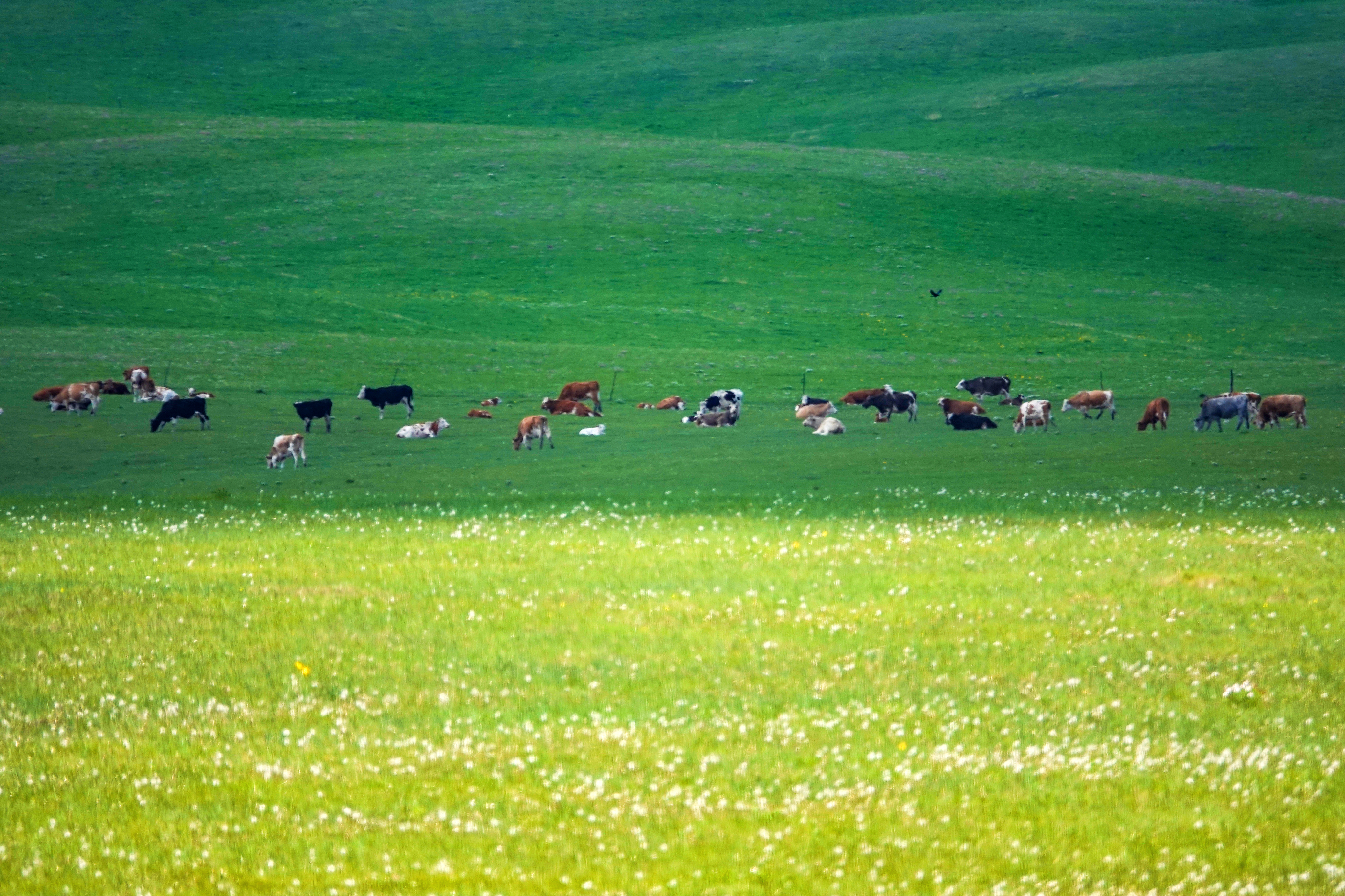 内蒙古呼伦贝尔：夏日草原 牧歌悠长_fororder_图为6月13日，呼伦贝尔草原风光。  (8)