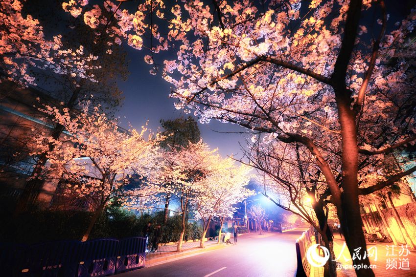 南京鸡鸣寺樱花夜景图片