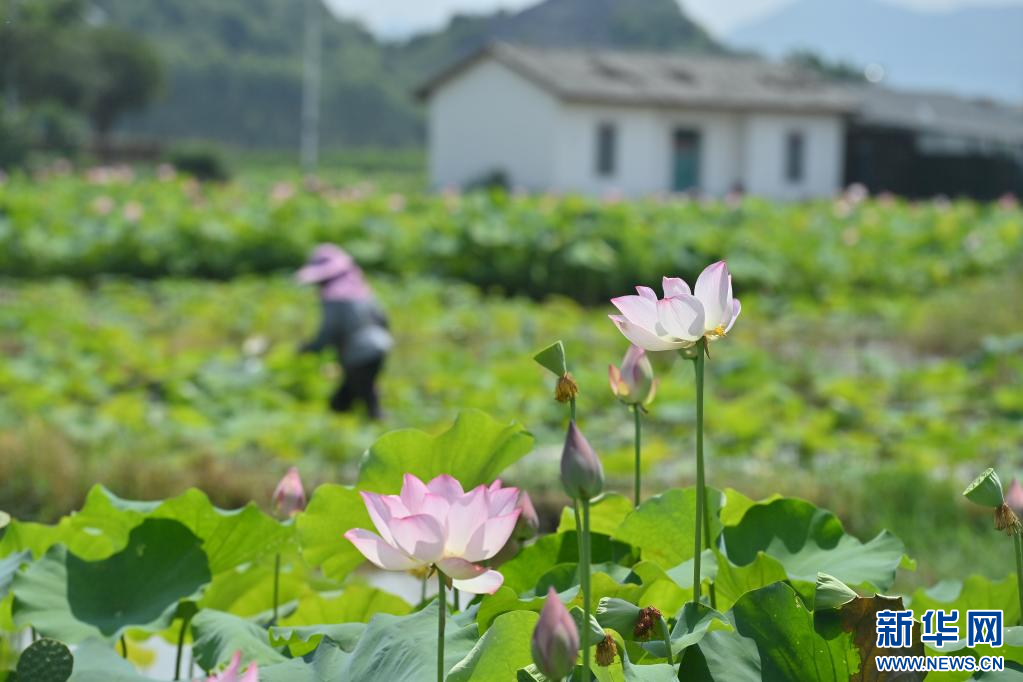 广西鹿寨：农田升级助增收_fororder_202306166300e301fd7b4c86904790e271c9ad2c_202306163290bb3a14314031ae2c451cddbe7b57