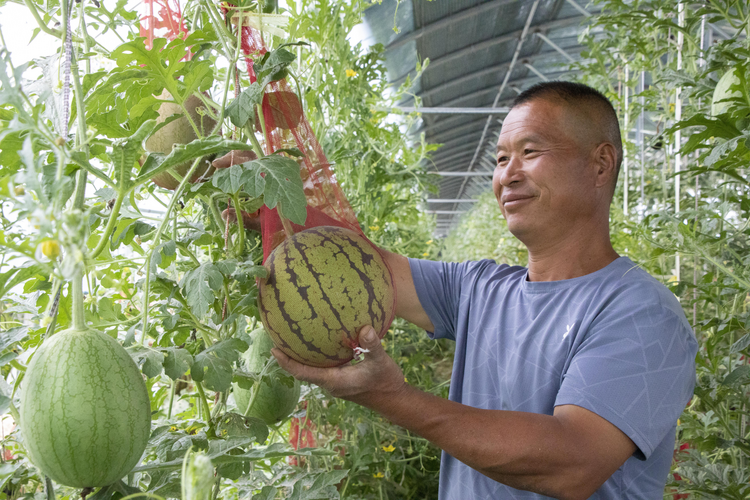 渭南:瓜香滿園 甜美生活_fororder_圖片1