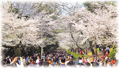 春分剛過 大地回暖 中國多地迎來賞花高峰