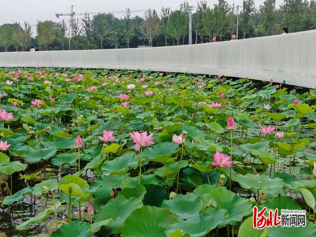 河北石家庄：荷花盛开 夏意满塘_fororder_2