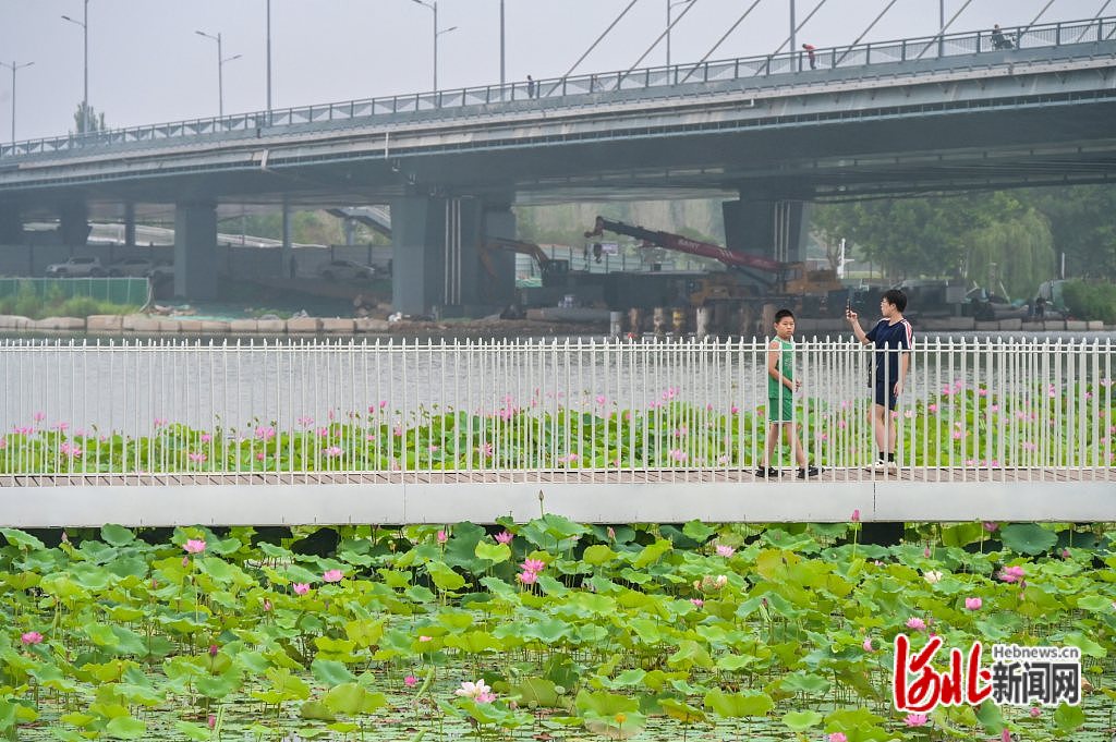 河北石家庄：荷花盛开 夏意满塘_fororder_7