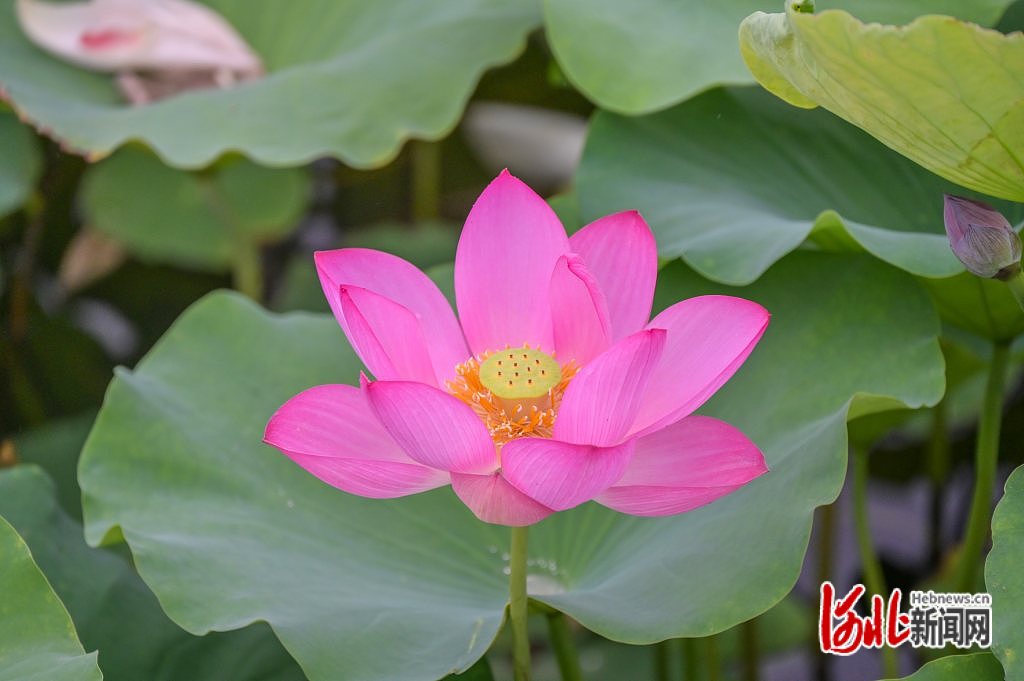 河北石家庄：荷花盛开 夏意满塘_fororder_4