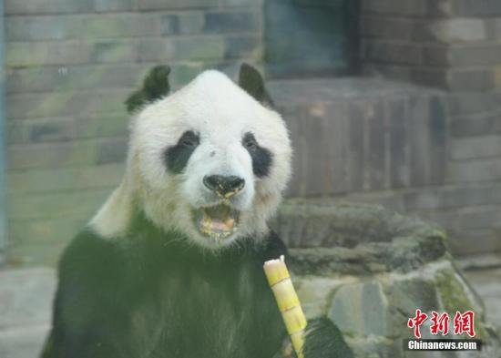 大熊貓下被調為易危物種 國家林業局：依然“瀕危”