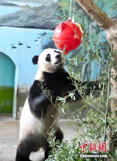 大熊貓被下調為易危物種 國家林業局：依然“瀕危”