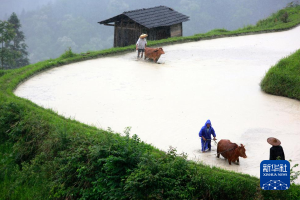 古稻“活态传承”：保护生物多样性的贵州实践