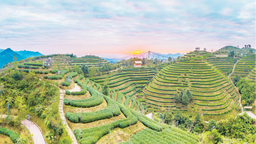 攥指成拳，漳州乌龙茶走向“大一统”