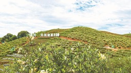 福鼎积极推动栀子产业高质量发展：栀子花开产业兴