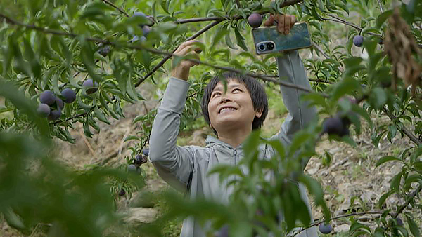 广元青川：夏日有“李” 学房村李子成熟采摘忙_fororder_游客采摘翠红李1(1)