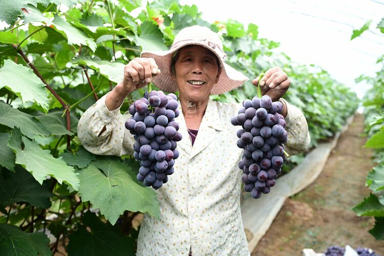 邢台柏乡：乡村葡萄丰收忙 科学种植富农家_fororder_微信图片_20230714141337