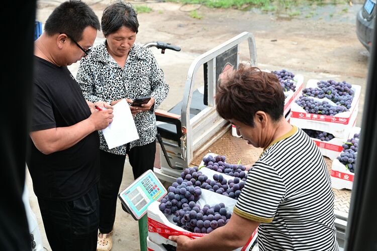 邢台柏乡：乡村葡萄丰收忙 科学种植富农家_fororder_微信图片_20230714141400