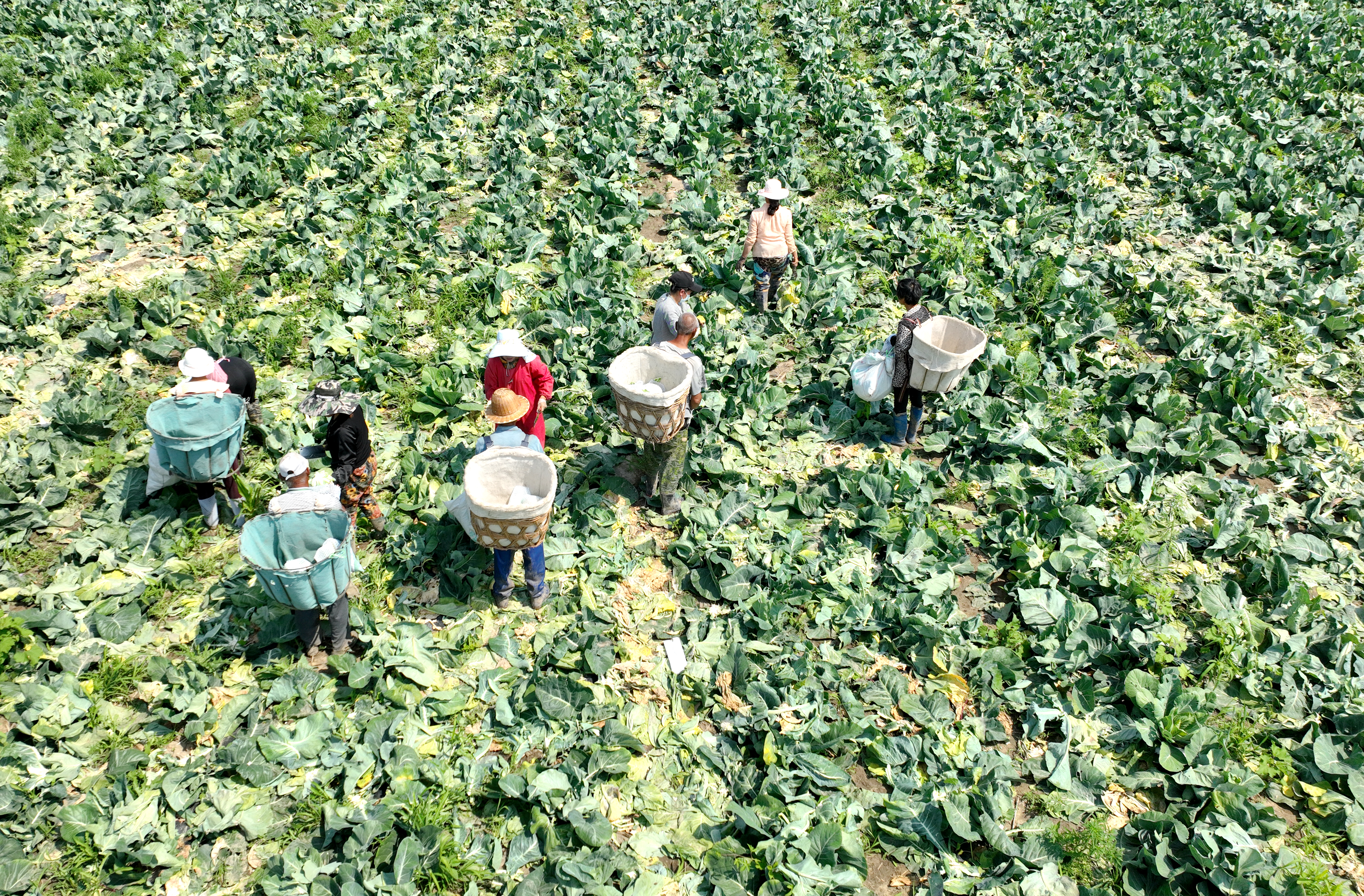 图片默认标题_fororder_图5为乐亭县菜花地采收航拍 张晨阳摄
