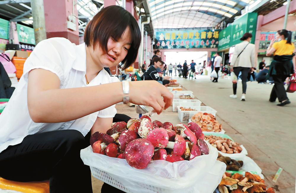 云南野生菌开始集中上市_fororder_c5c