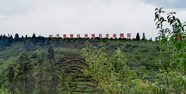 “金江脆红·生态好李” 2023年中国·屏山茵红李产销对接推介活动宜宾屏山县举行_fororder_屏山十万亩茵红李现代农业园区-摄影-何芳