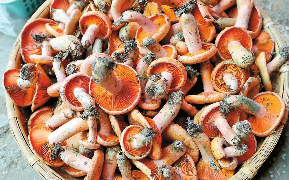 云南野生菌开始集中上市_fororder_a6