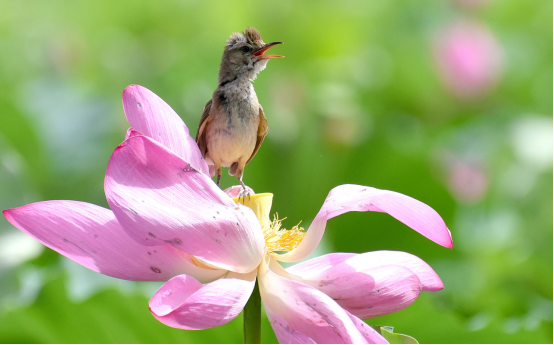 （原创）河北邯郸：荷花盛时苇莺随 花香飘溢闻莺啼_fororder_河北邯郸：荷花盛时苇莺随 花香飘溢闻莺啼349