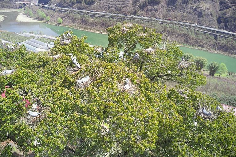 贵州遵义：长江流域十年禁渔保护成效显著_fororder_0e94e24f-f8f3-4903-8973-c671acb8284c