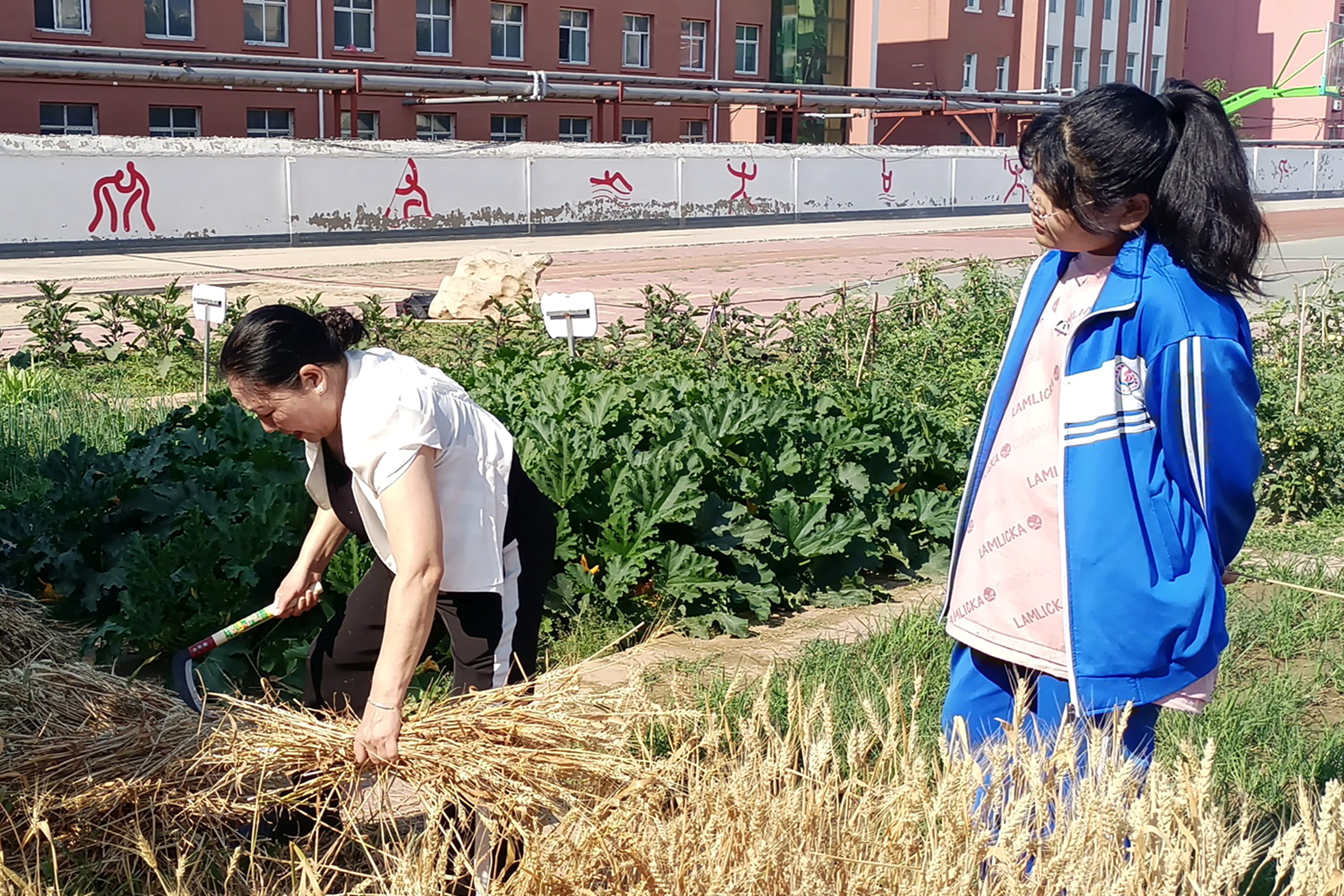 图片默认标题_fororder_老师示范小麦收割动作要领 摄影 王俊