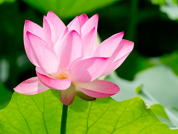 雅安：盛夏七月 荷花绚烂满雨城_fororder_盛放的荷花-供图-雨城区融媒体中心