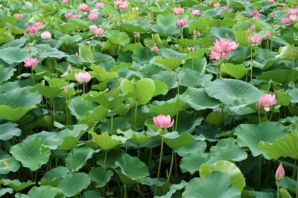 雅安：盛夏七月 荷花绚烂满雨城_fororder_雨城荷花-供图-雨城区融媒体中心