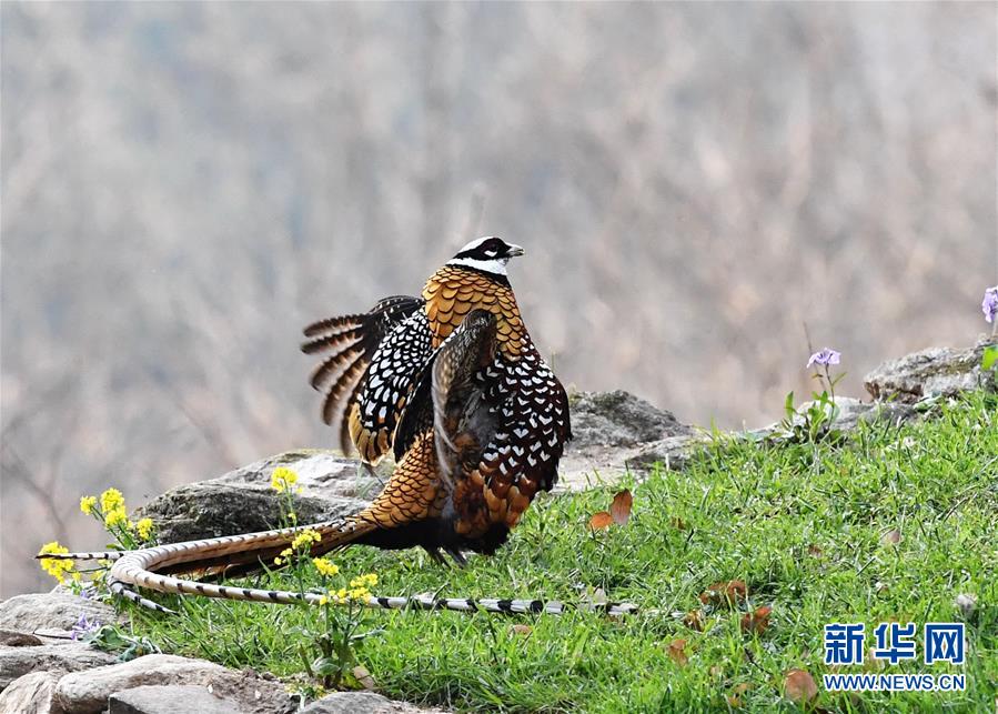 河南罗山董寨国家级自然保护区进入观鸟黄金期