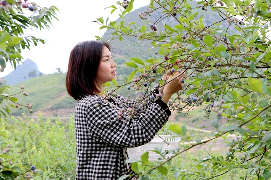 （供稿）貴州獨山：大力發展藍莓産業鏈助力鄉村振興_fororder_20230612150243-vGAlay-