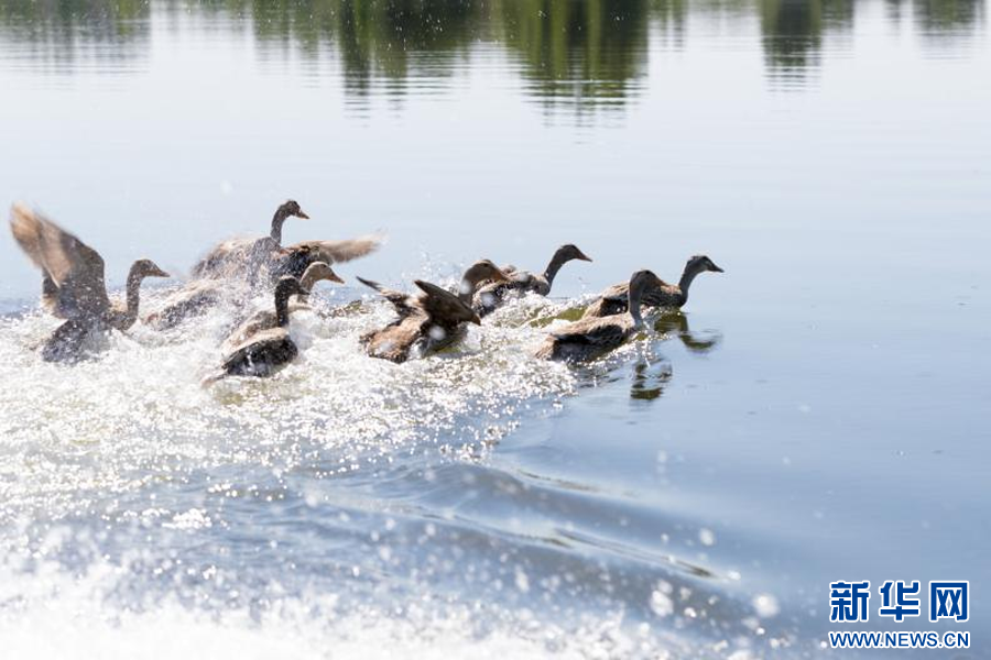 图片默认标题_fororder_4