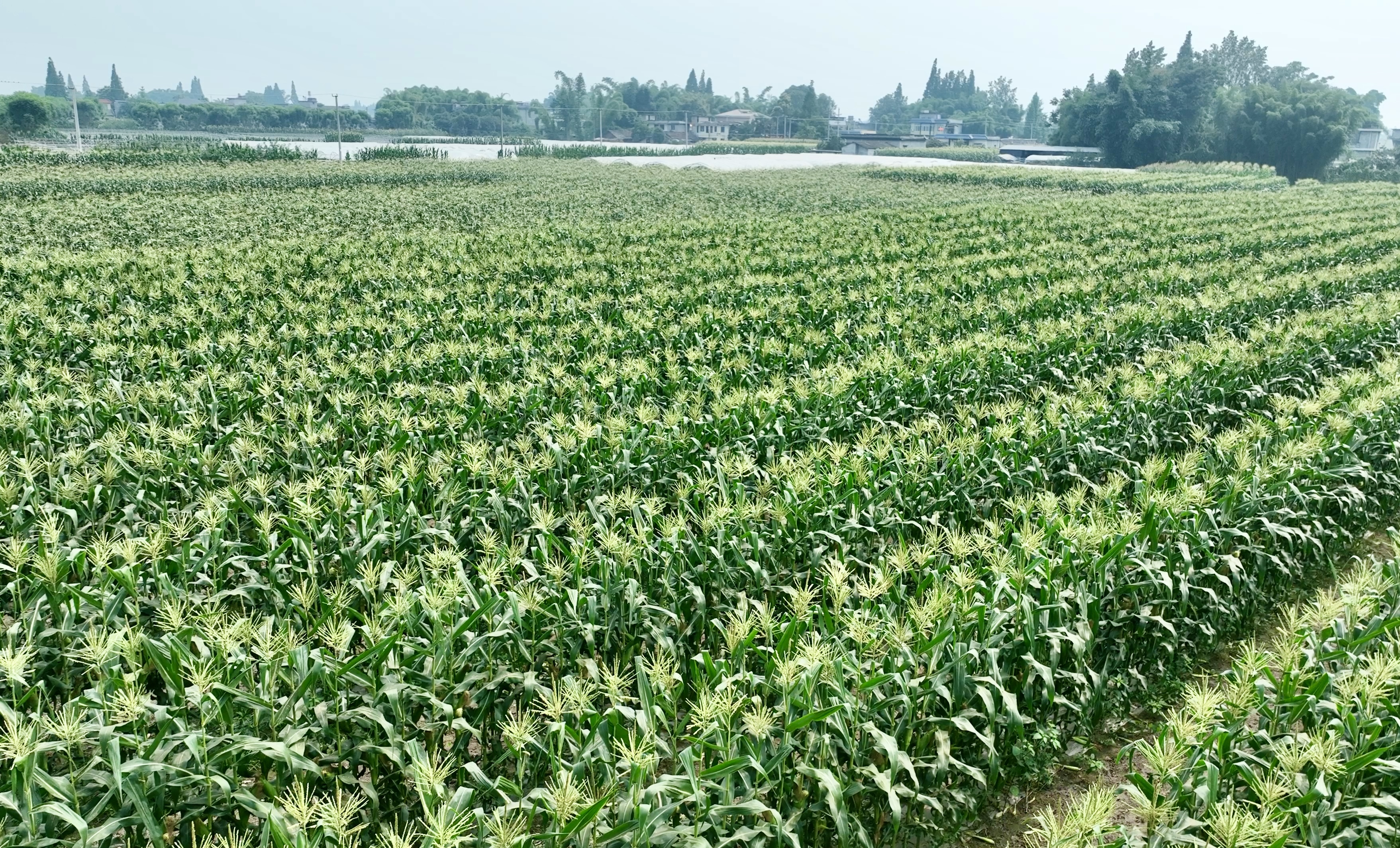 （张）眉山青神：套种玉米首季收获 亩产上千斤_fororder_青神大豆玉米带状复合种植基地里 供图 青神县委宣传部（2）